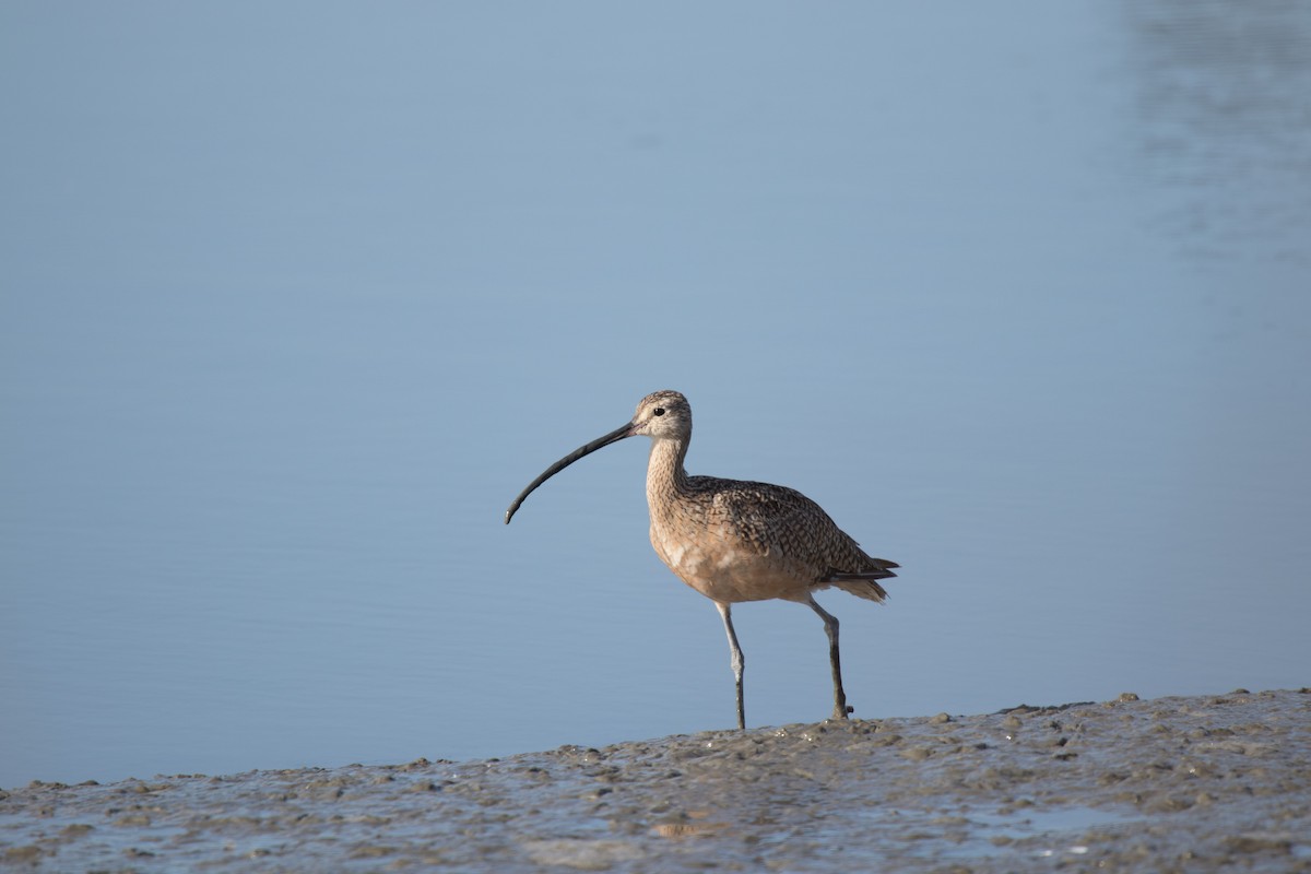Long-billed Curlew - ML65949951
