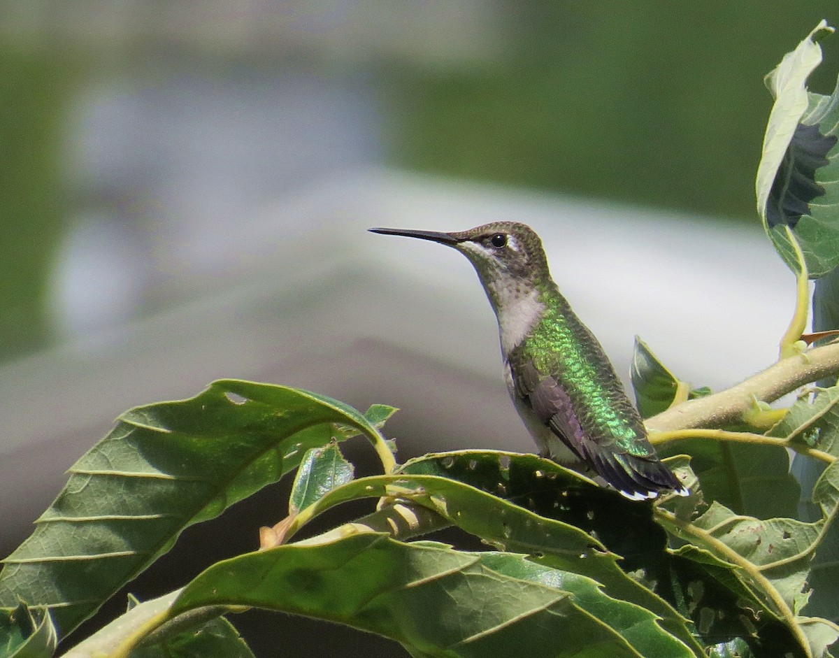 Ruby-throated Hummingbird - Kent Warner