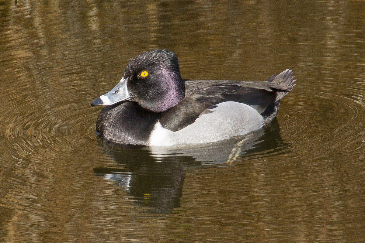 Ring-necked Duck - ML65953931
