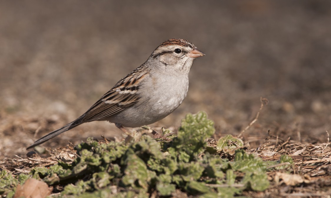 Chipping Sparrow - Dave Furseth