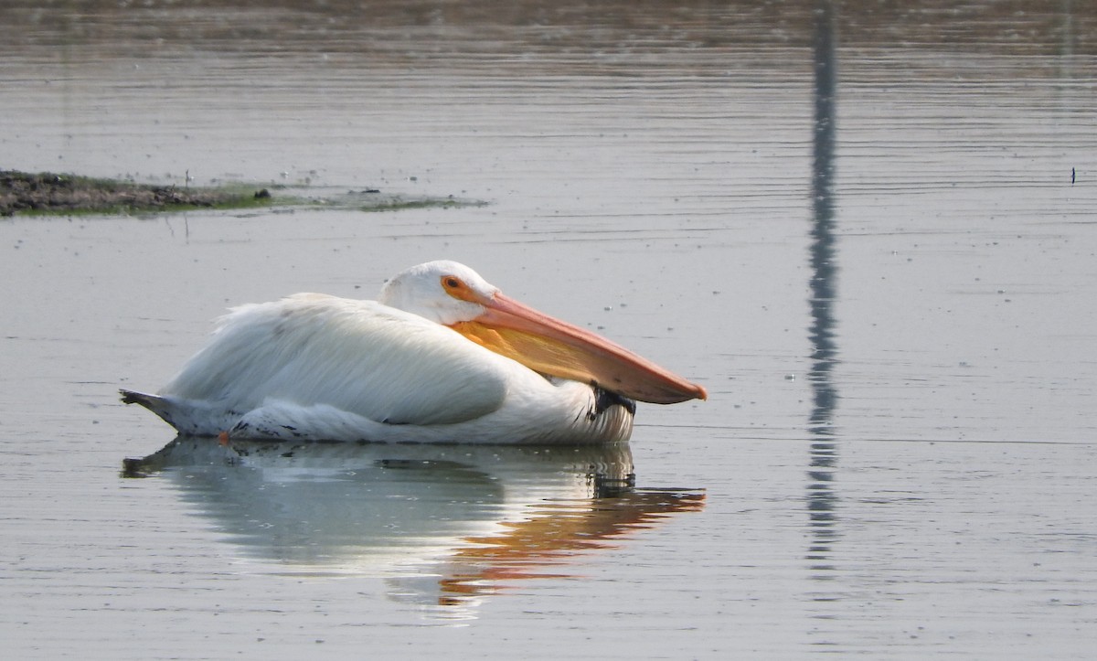 American White Pelican - Cole Gaerber