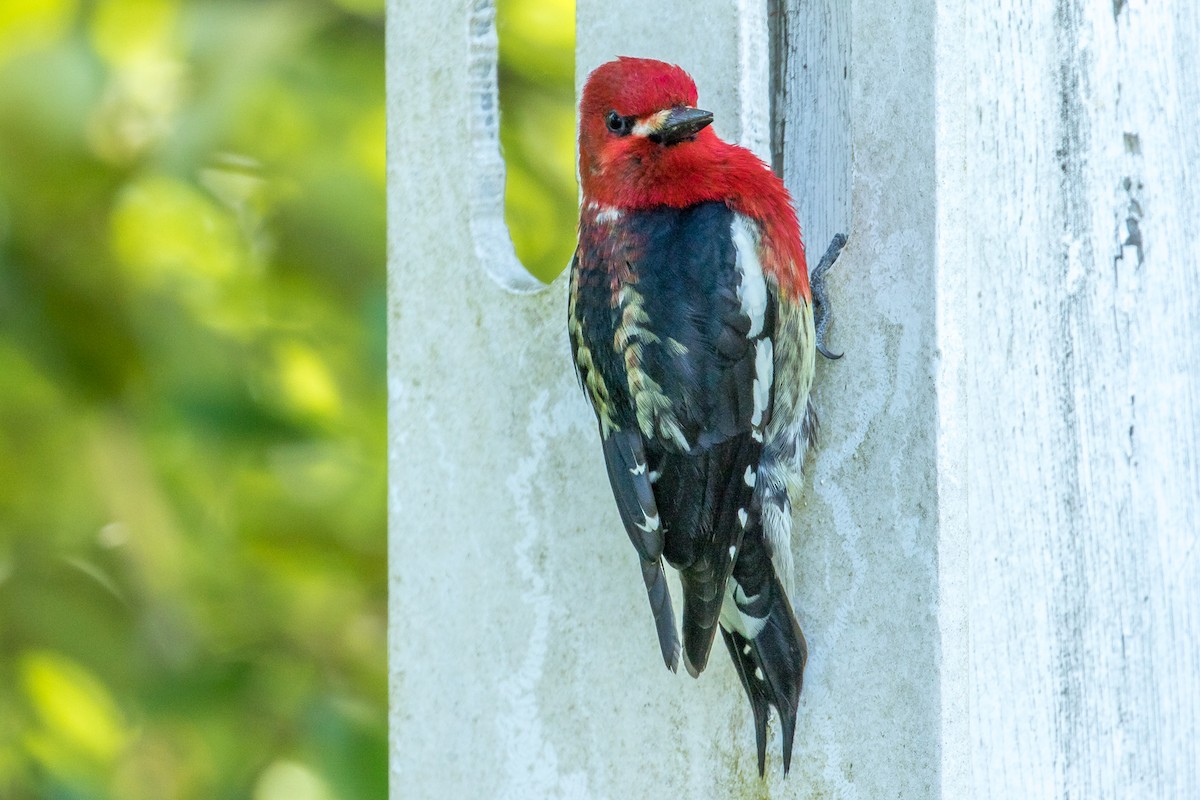 Red-breasted Sapsucker - ML65956571