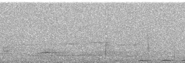 holub bělobradý - ML65957