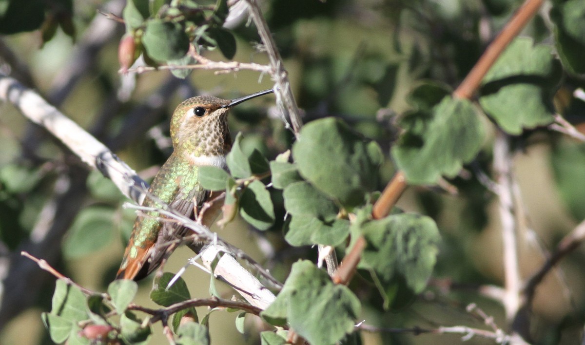 Rufous Hummingbird - ML65958251