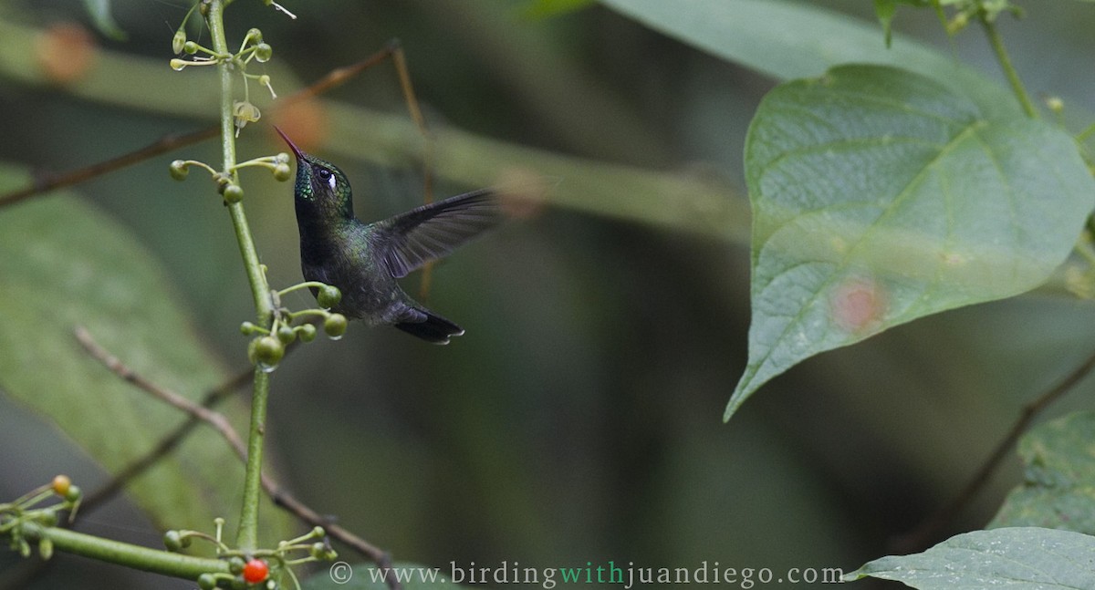 Emerald-chinned Hummingbird - ML65959081