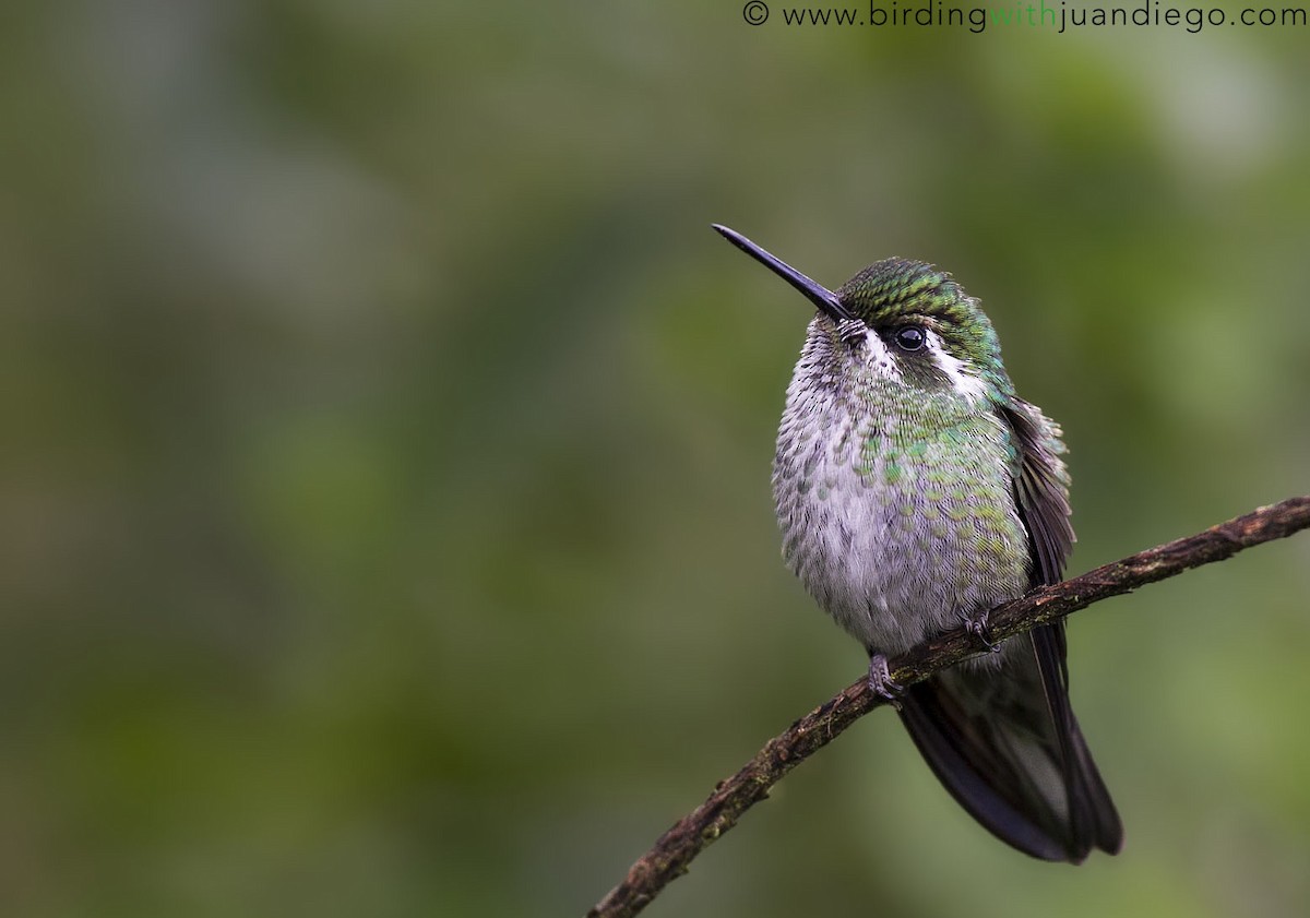 Green-breasted Mountain-gem - ML65959191