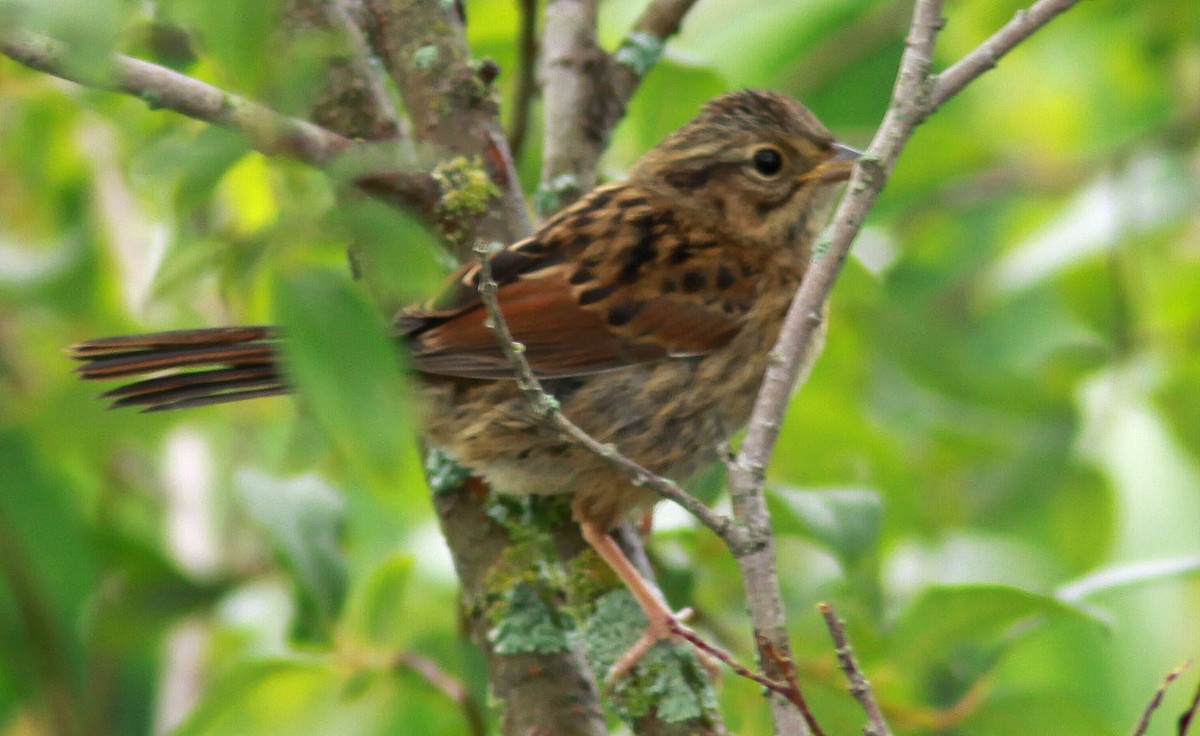 Swamp Sparrow - ML65960461