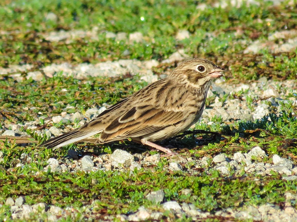 Vesper Sparrow - John Reynolds