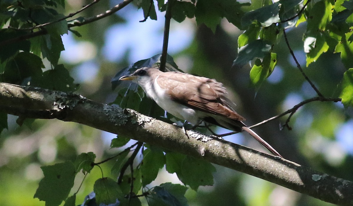 Yellow-billed Cuckoo - Jean-Marie Gauthier