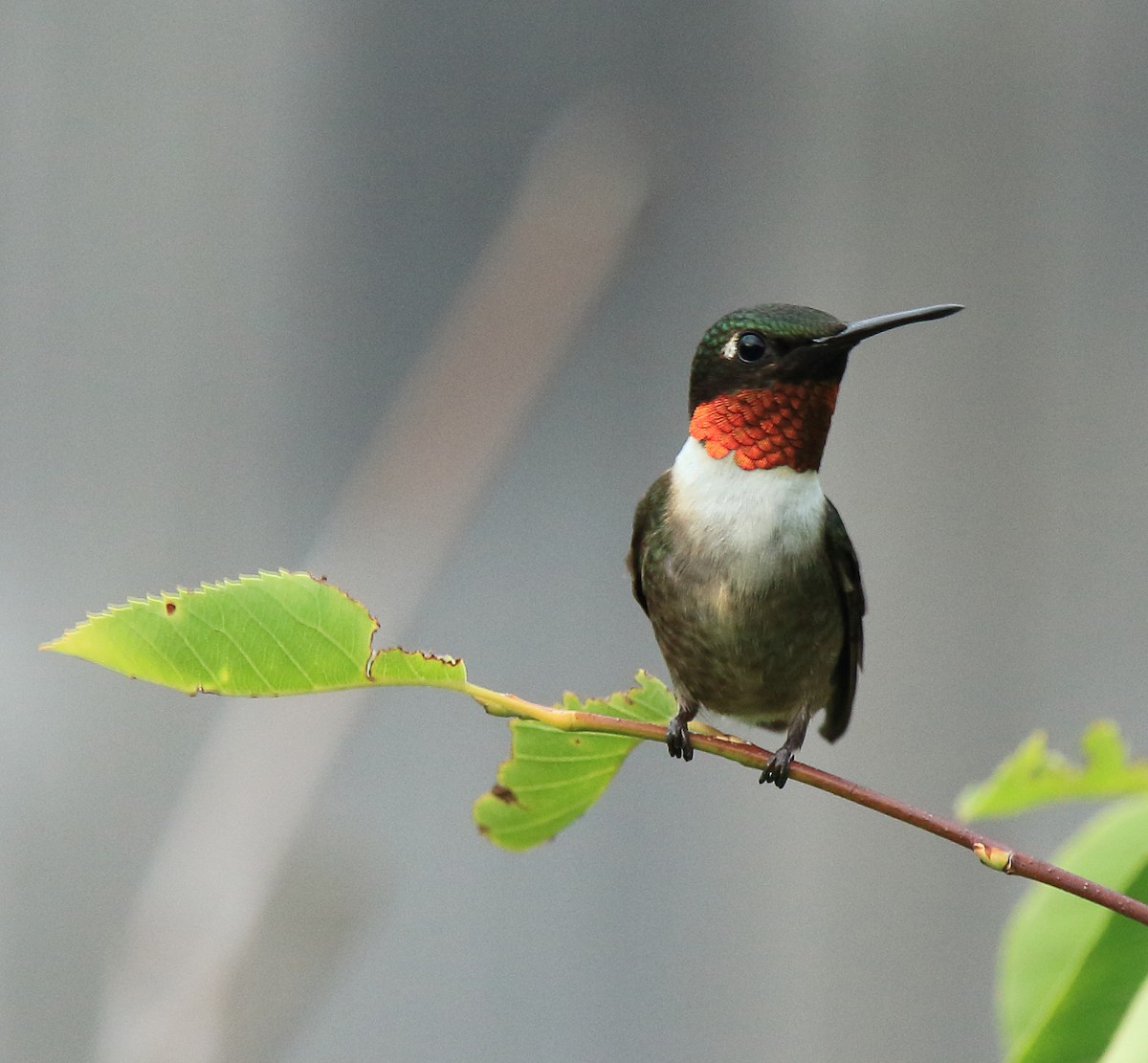 Ruby-throated Hummingbird - Laure Wilson Neish