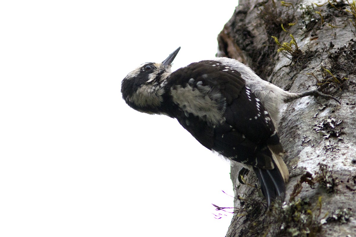 Hairy Woodpecker - ML65962821