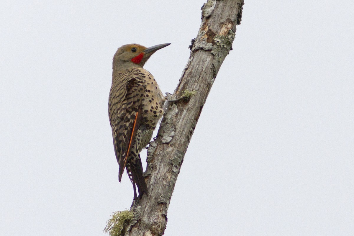 Northern Flicker (Red-shafted) - ML65962991