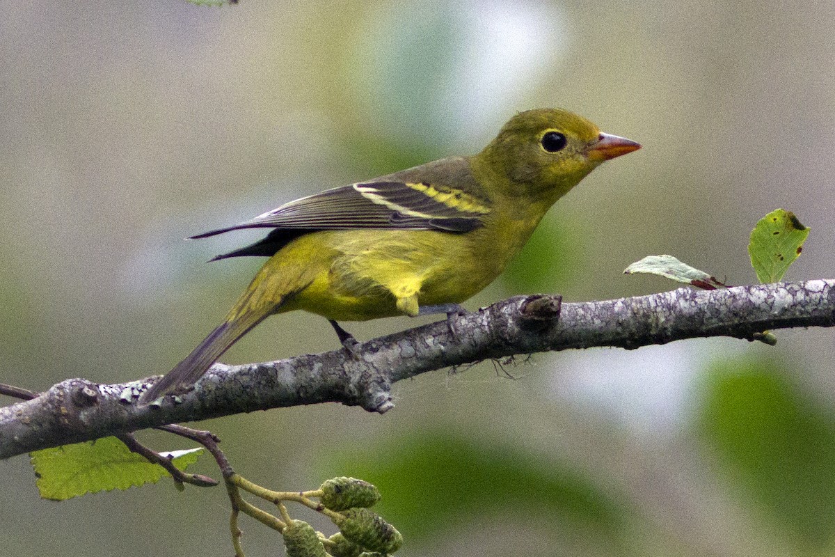 Western Tanager - ML65963081