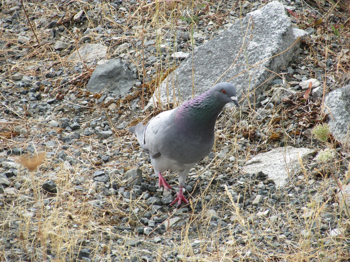 Rock Pigeon (Feral Pigeon) - Kathryn Clouston