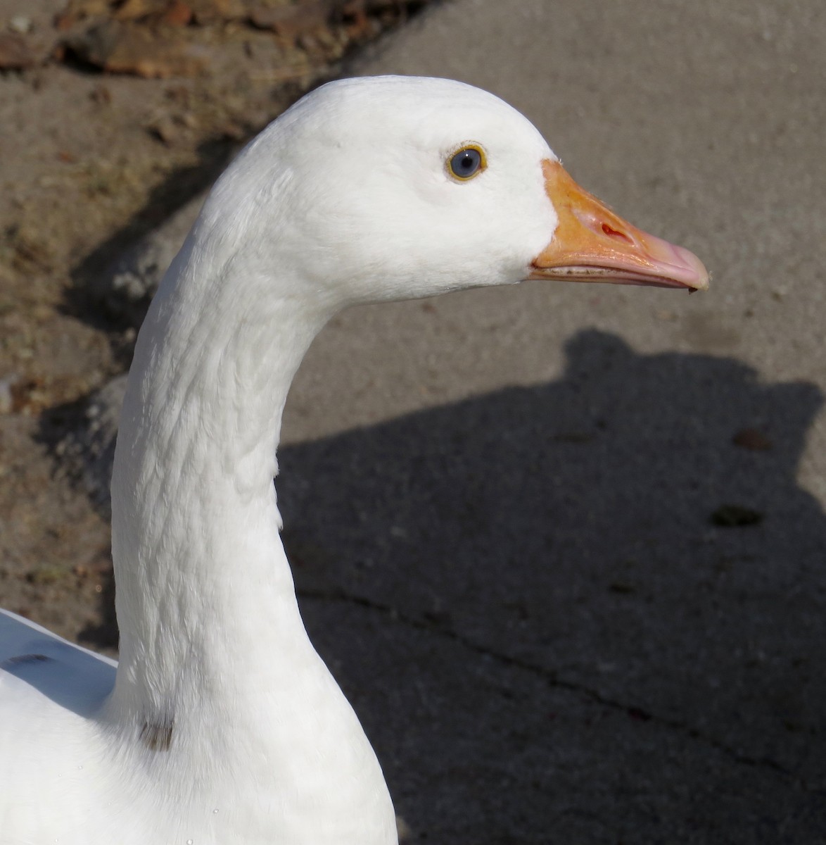 Domestic goose sp. x Canada Goose (hybrid) - Thomas Wurster