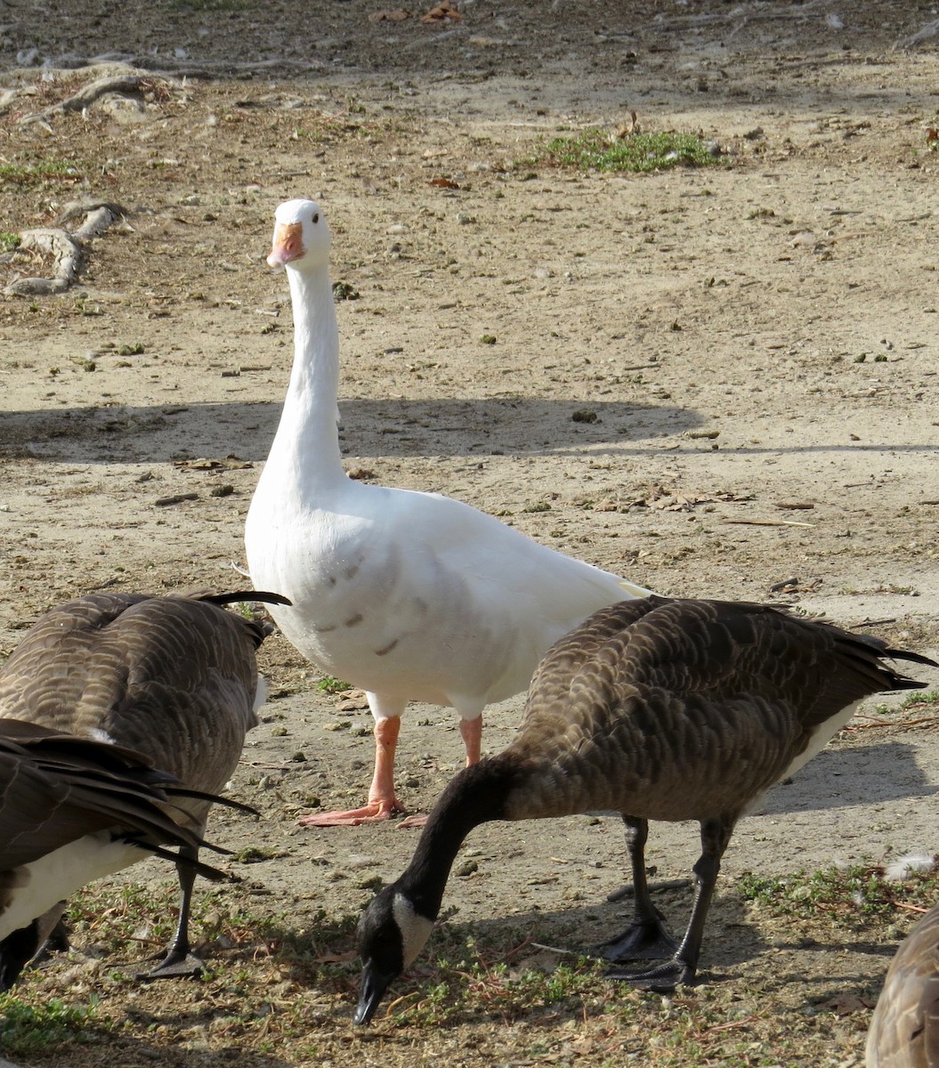 Domestic goose sp. x Canada Goose (hybrid) - ML65966001