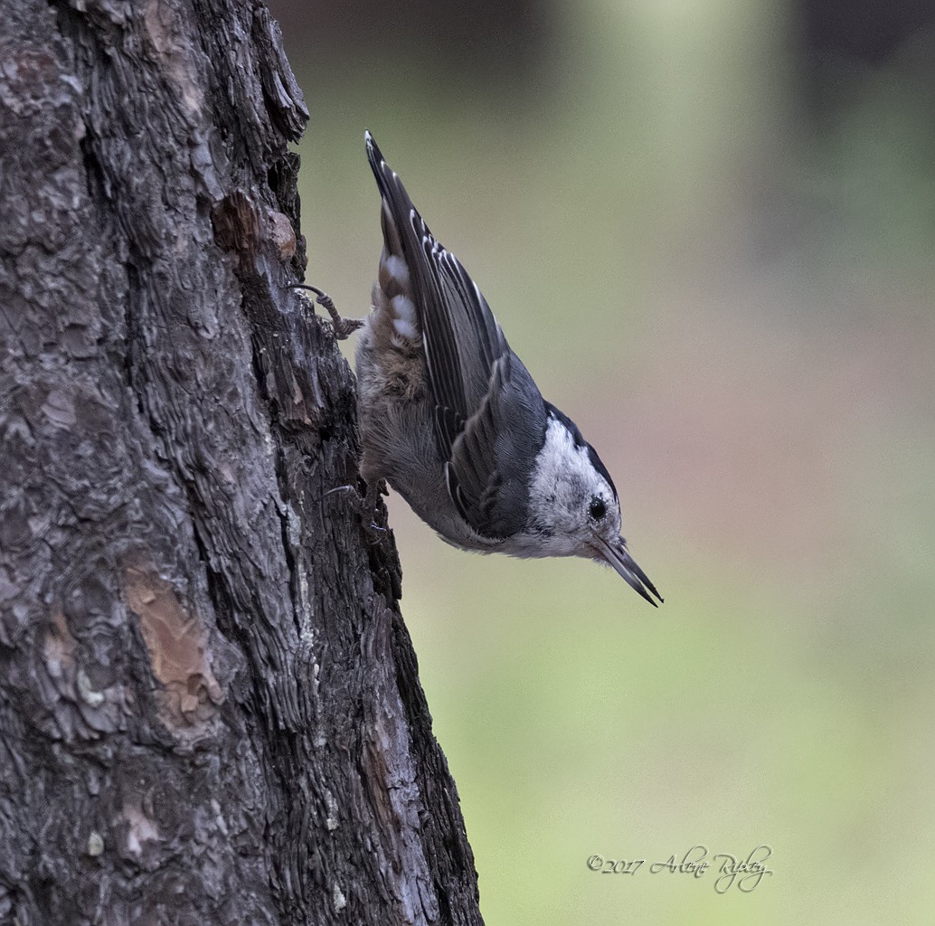 White-breasted Nuthatch - ML65968561