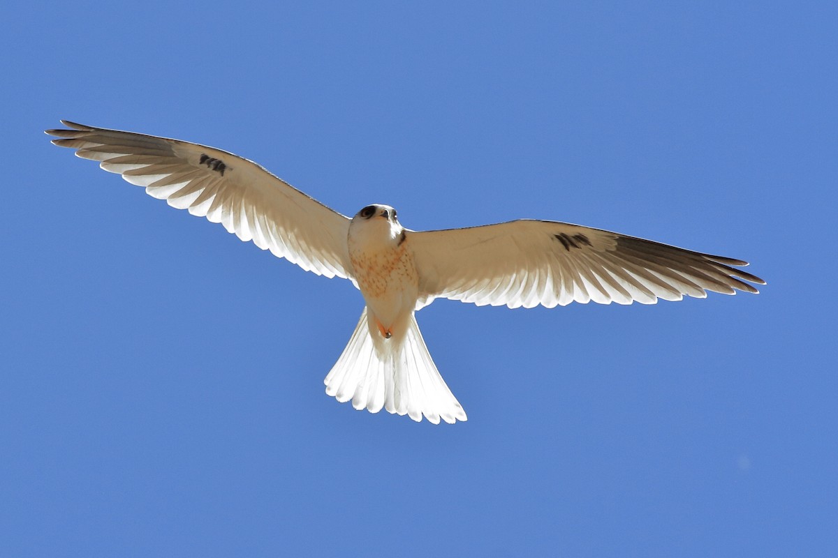 White-tailed Kite - Manfred Bienert