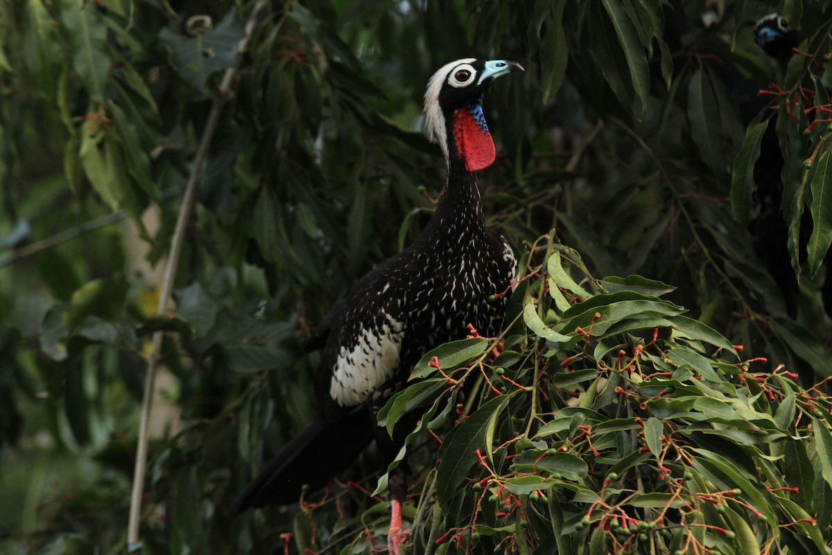 Black-fronted Piping-Guan - ML65977231
