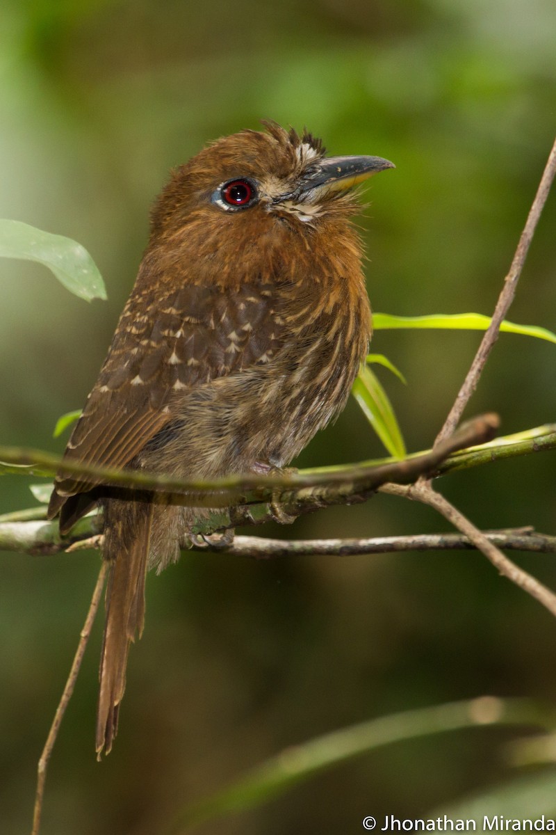 Moustached Puffbird - Jhonathan Miranda - Wandering Venezuela Birding Expeditions
