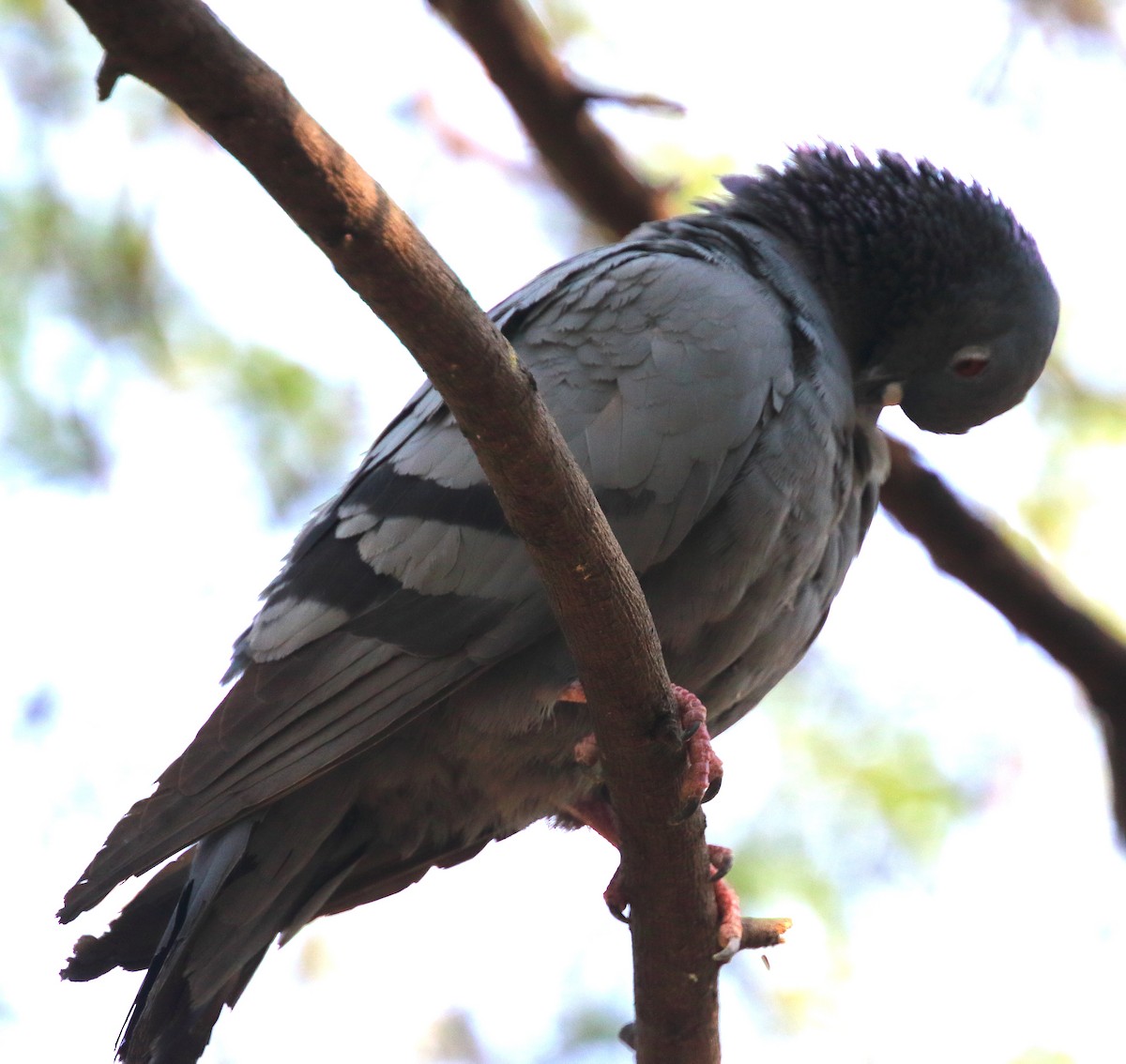 Rock Pigeon (Feral Pigeon) - ML65977381