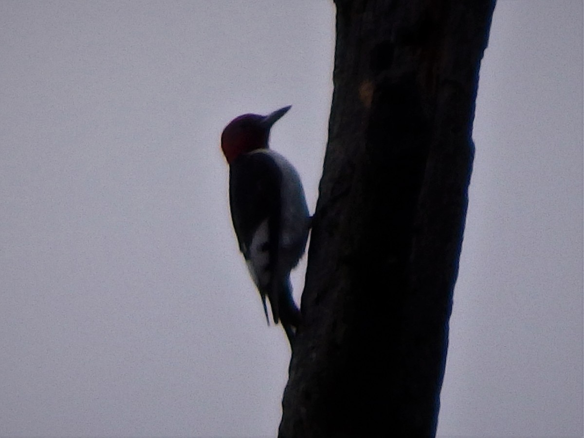 Red-headed Woodpecker - ML65977541