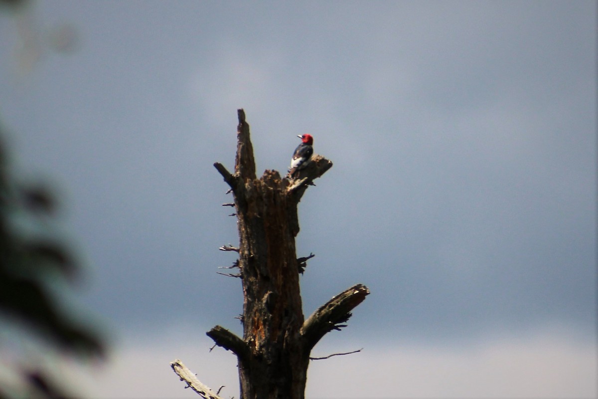 Red-headed Woodpecker - ML65977601