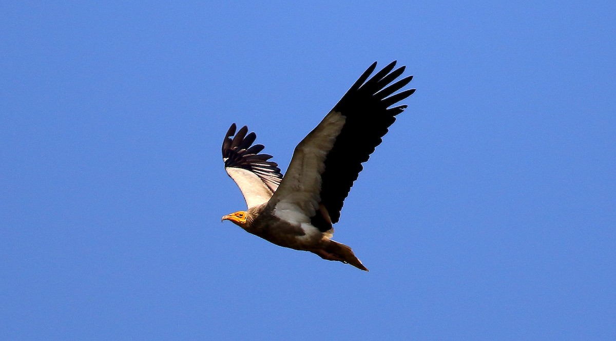 Egyptian Vulture - ML65978161