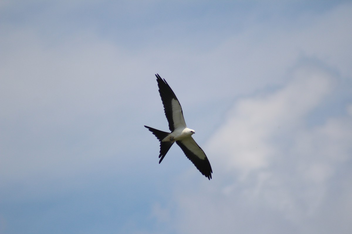Swallow-tailed Kite - Wes Jarnigan
