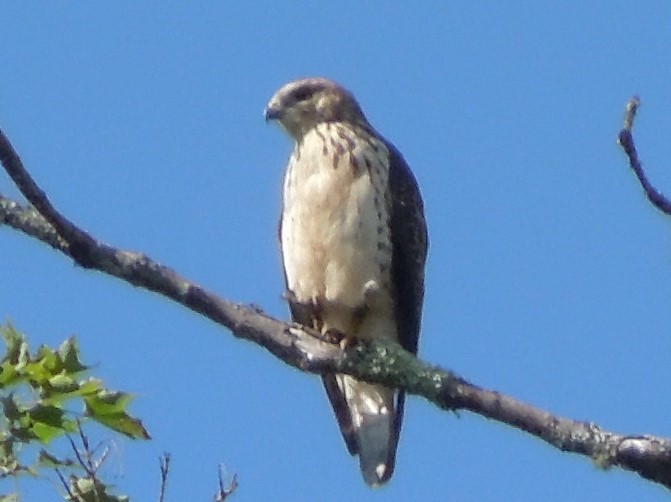 Broad-winged Hawk (Northern) - ML65979841