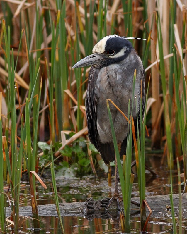 Yellow-crowned Night Heron - Robb Hinds