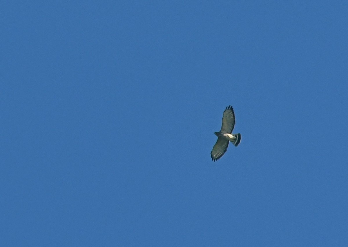 Broad-winged Hawk - ML65985011