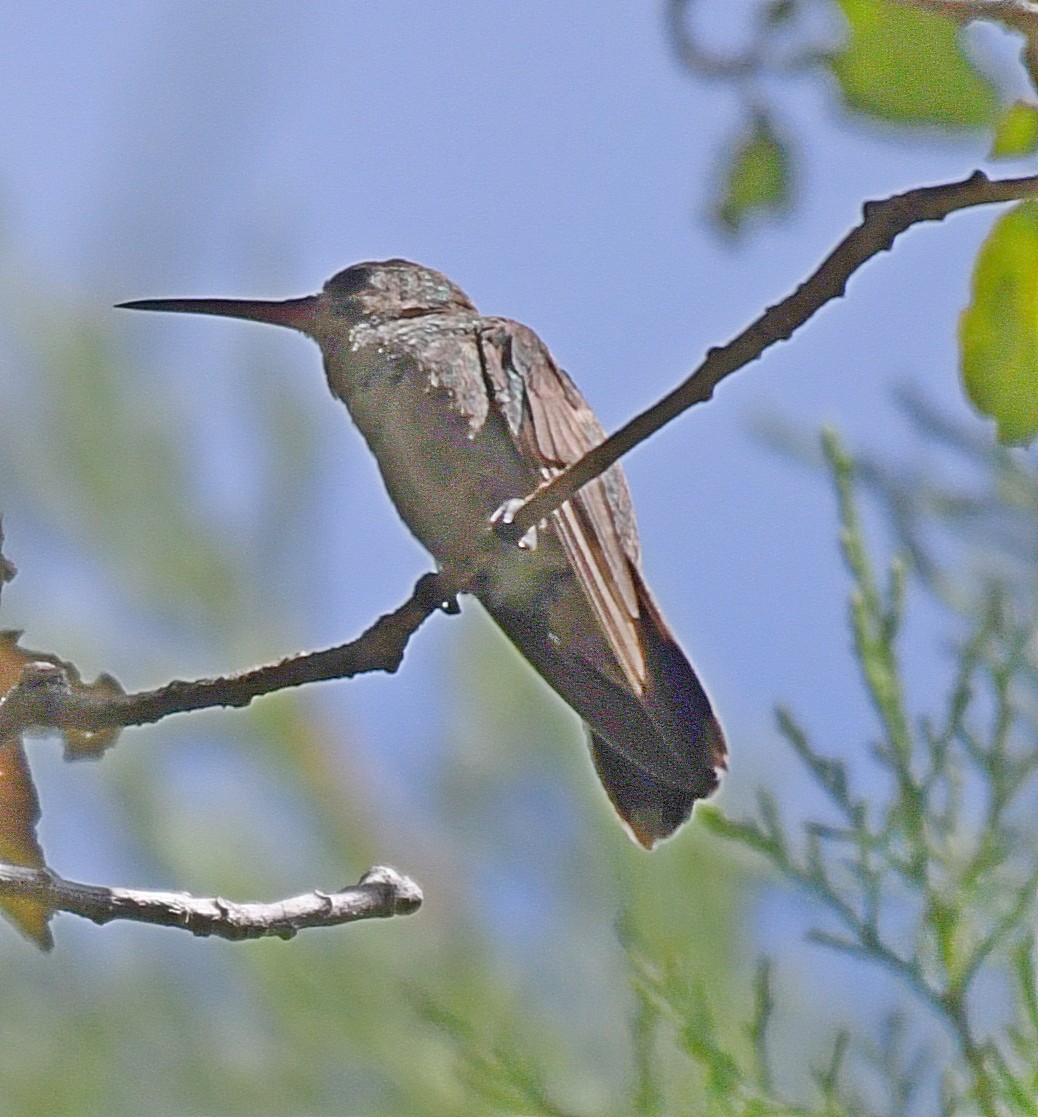 hummingbird sp. - Daniel Murphy