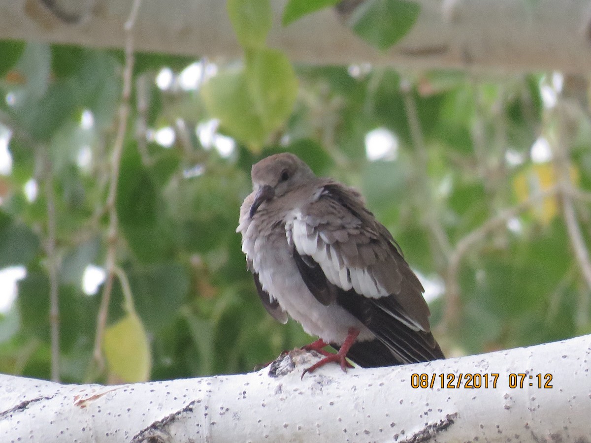 White-winged Dove - Don Witter