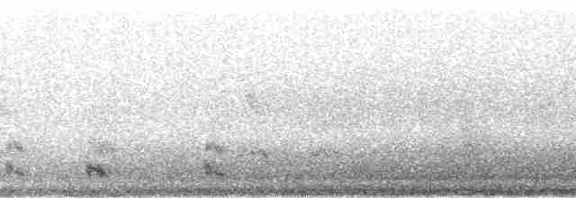 Амазон-карлик червонолобий - ML65990