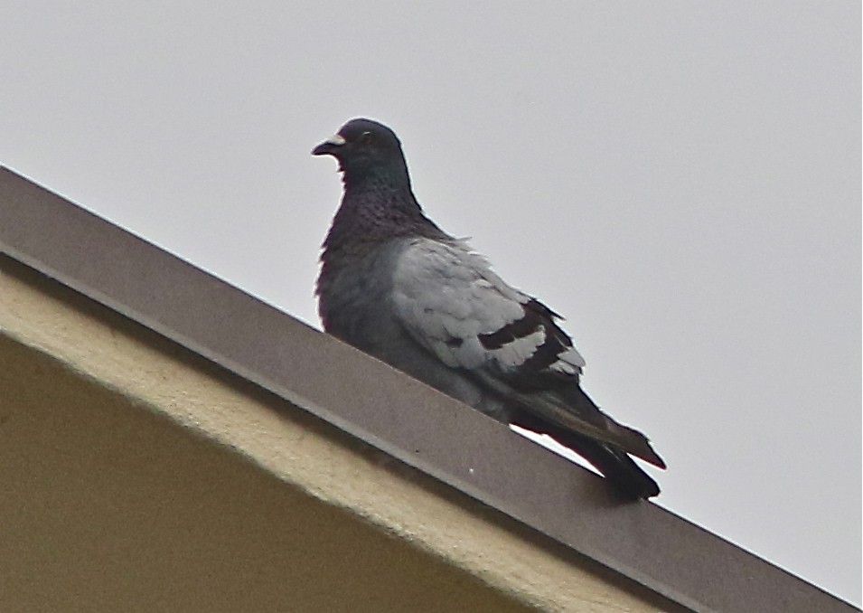 Rock Pigeon (Feral Pigeon) - Don Roberson
