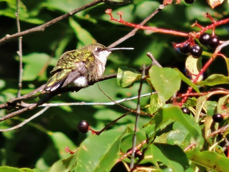 Ruby-throated Hummingbird - Sharon Wilcox