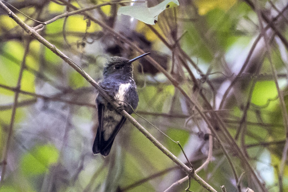 kolibřík safírový - ML65992861