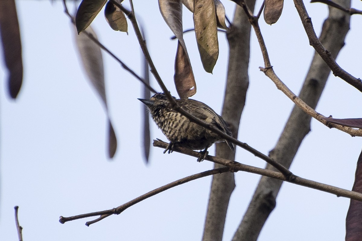 White-barred Piculet - ML65993241