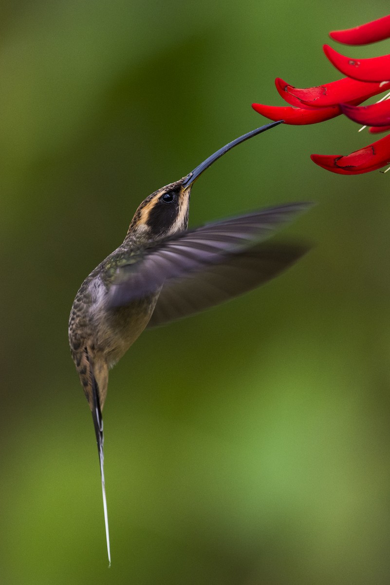 Scale-throated Hermit - ML65994241