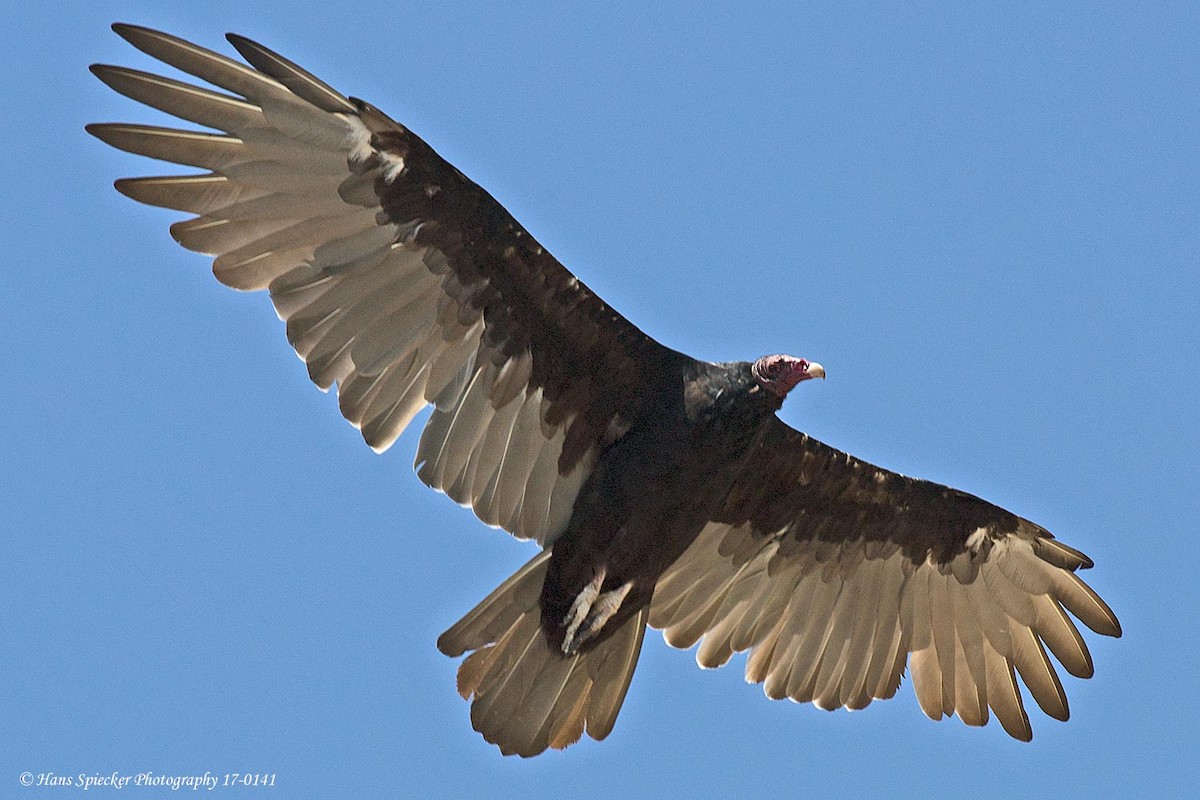 Turkey Vulture - Hans Spiecker