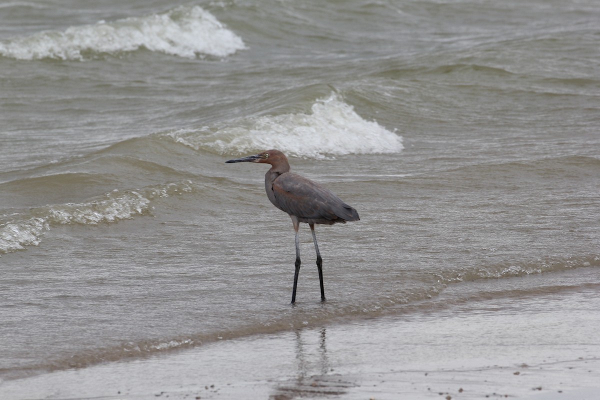 Reddish Egret - Dave Cleary