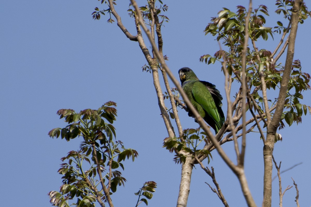 Scaly-headed Parrot - ML65994431
