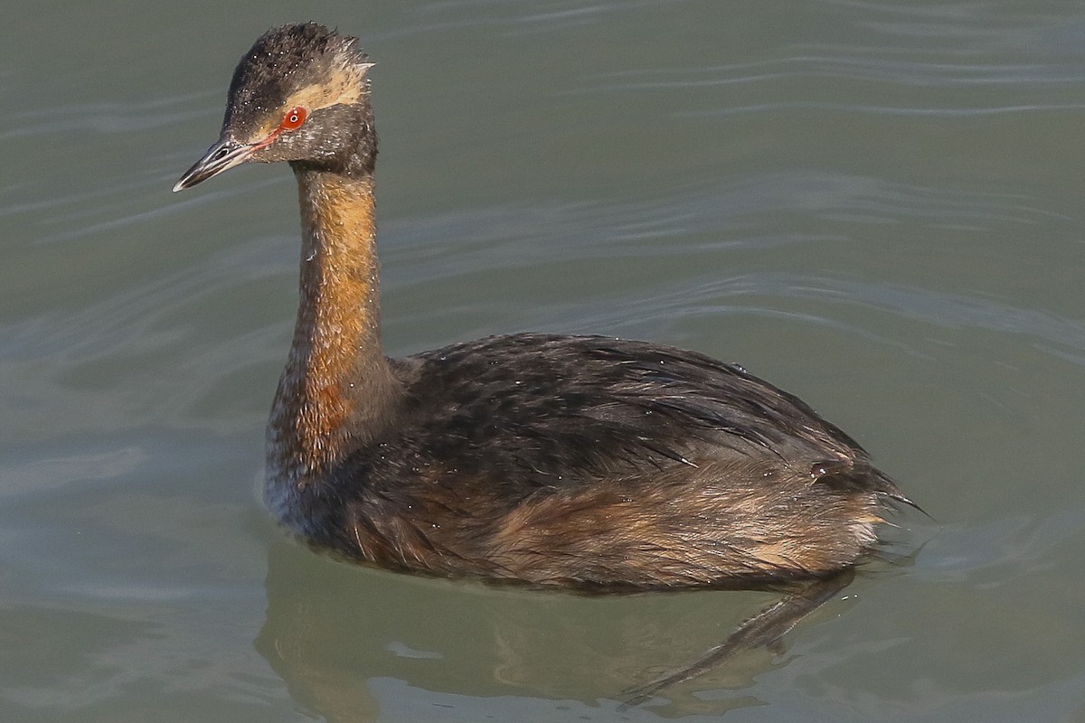 Horned Grebe - Charmaine Anderson