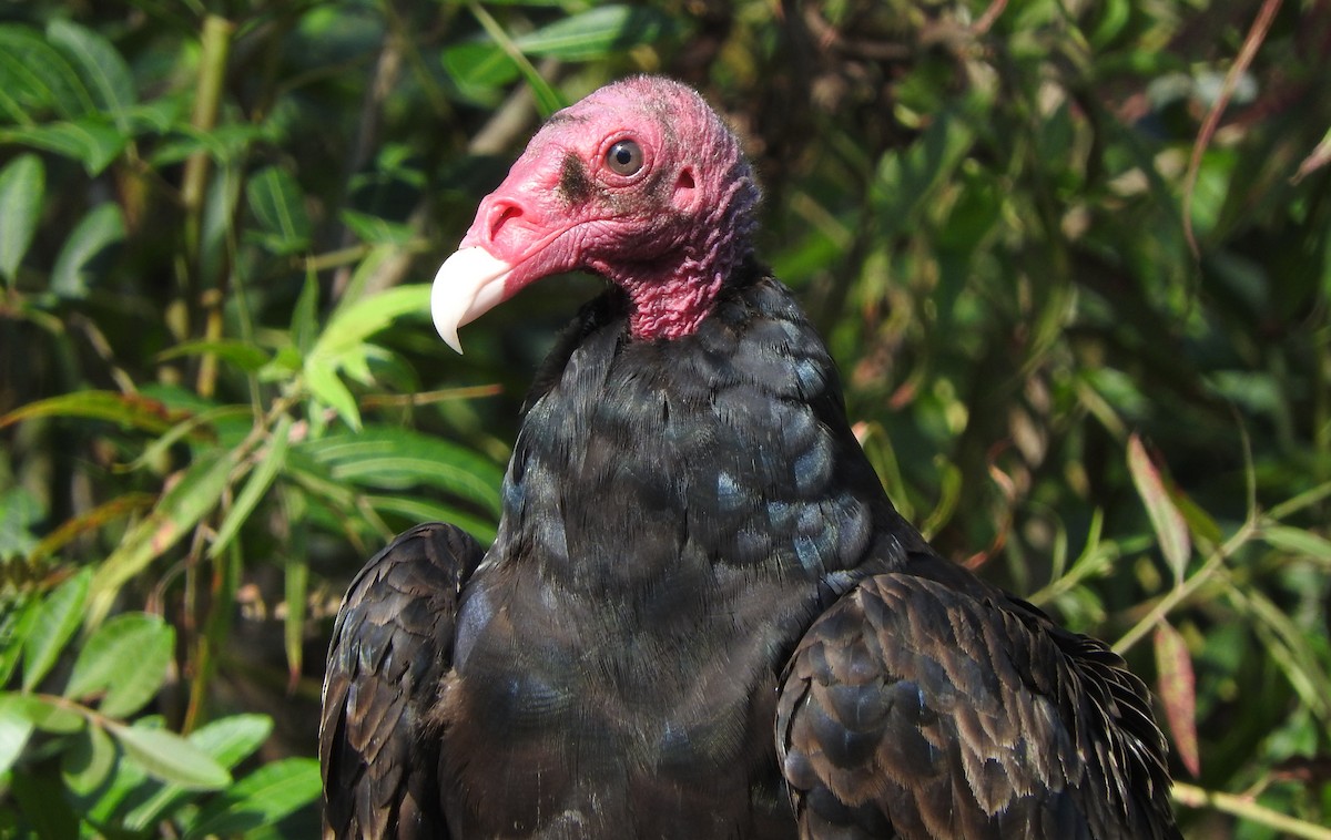 Turkey Vulture - Kurt Wahl