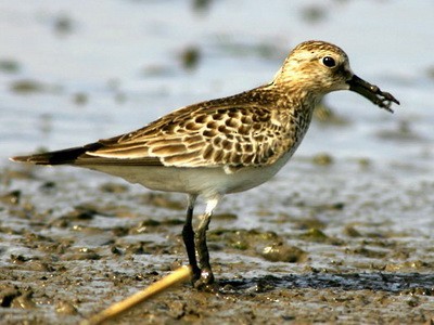 Baird's Sandpiper - Lista de aves de Costanera Sur