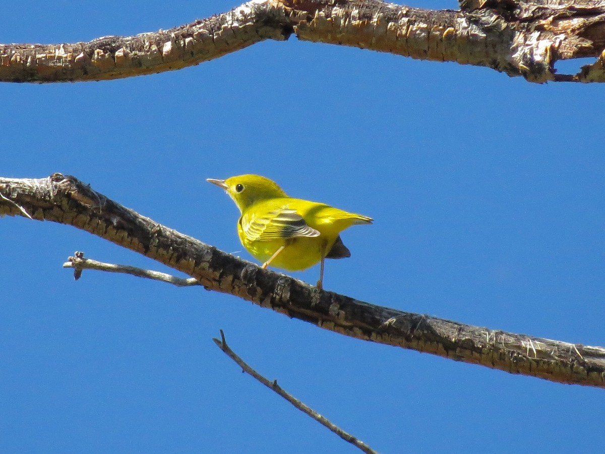 Yellow Warbler - Alane Gray