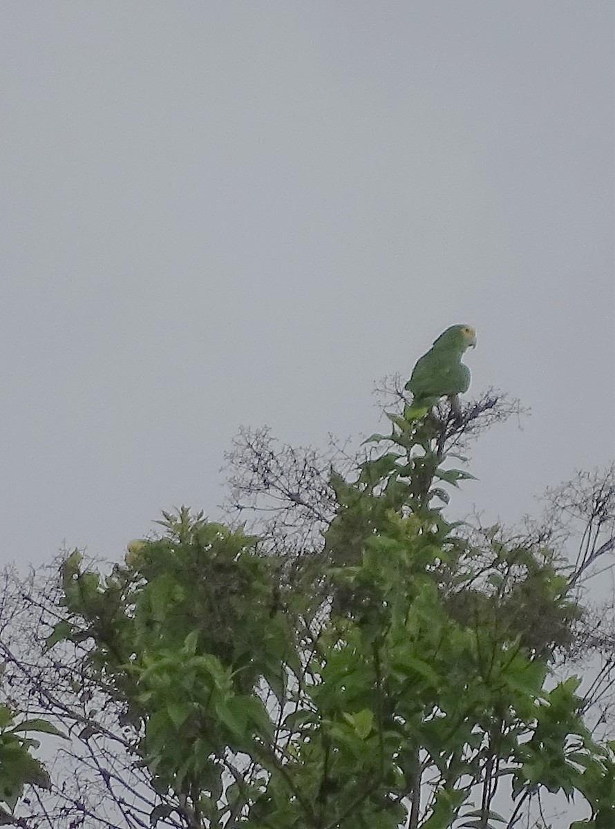 Yellow-headed Parrot - Alfonso Auerbach