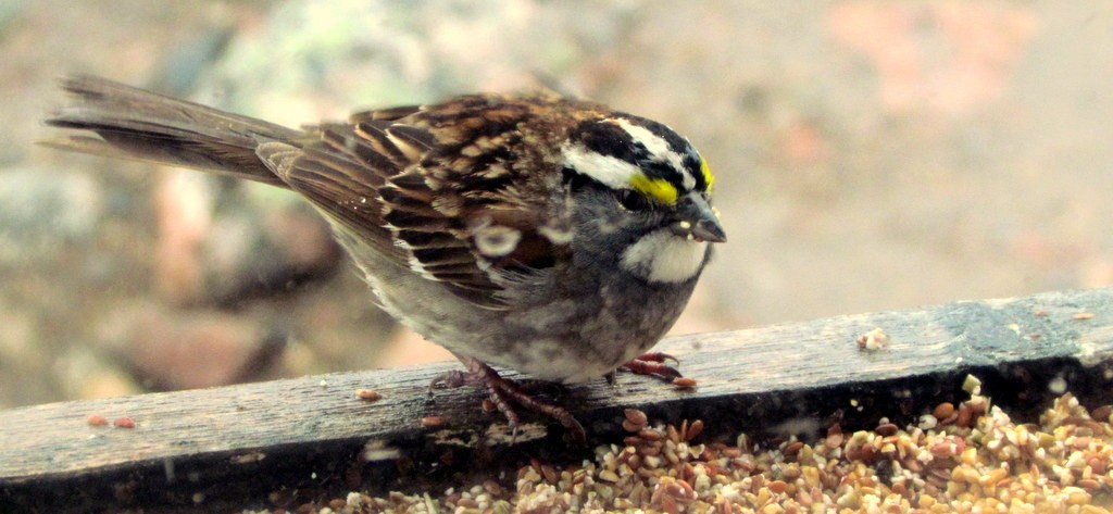 White-throated Sparrow - Scott Freeman