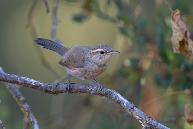 Bewick's Wren